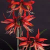 Amaryllis Sumatra - Hippeastrum Cybister