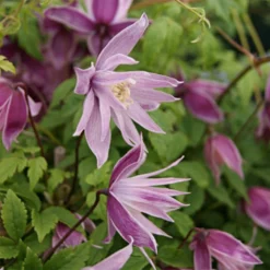 Clématite - Clematis Macropetala Markham's Pink