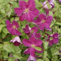 Clématite - Clematis Viticella Abundance