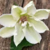Clématite - Clematis Mrs. Georges Jackman