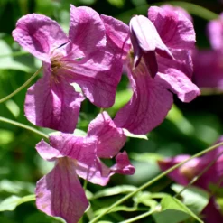 Clématite - Clematis Viticella Krakowiak