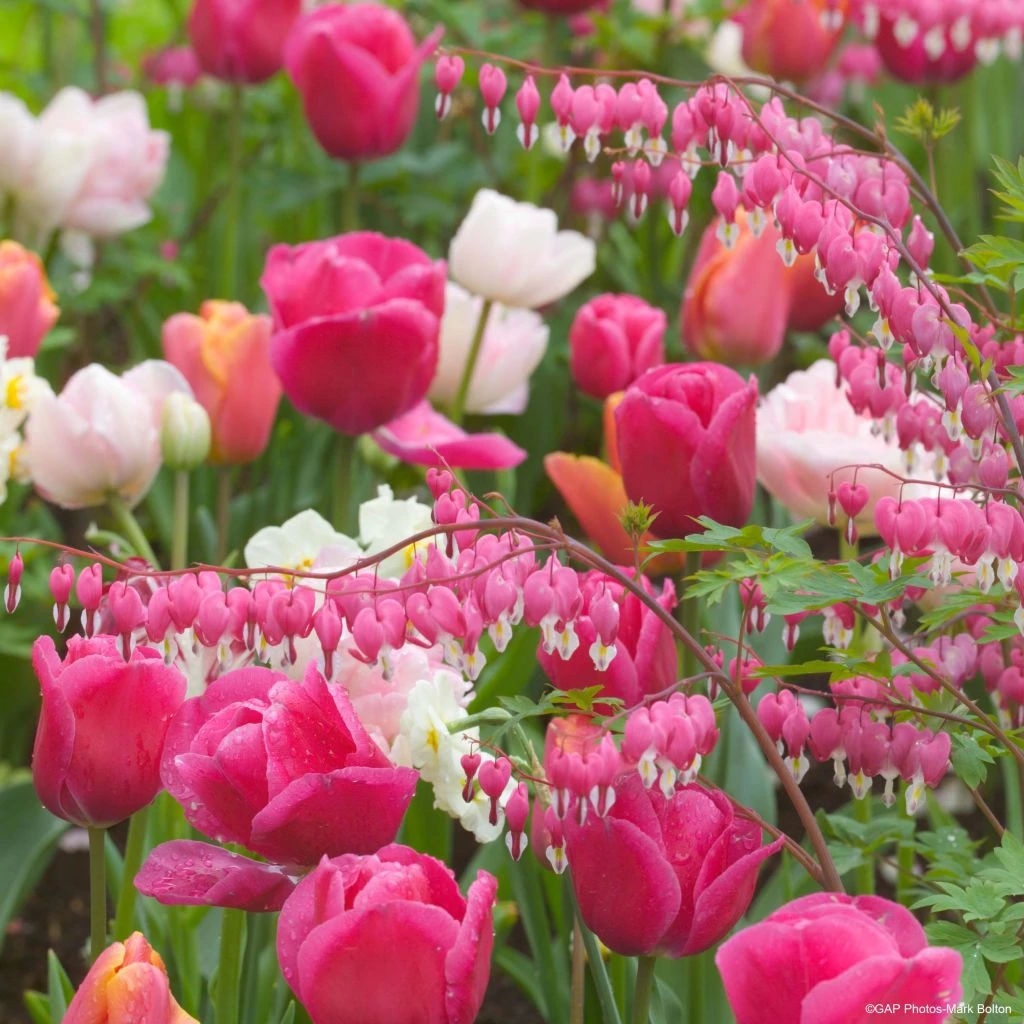 KINN Jardin Magasin 12 KINN Jardin Magasin -KINN Jardin Magasin Collection Happy 80557 1