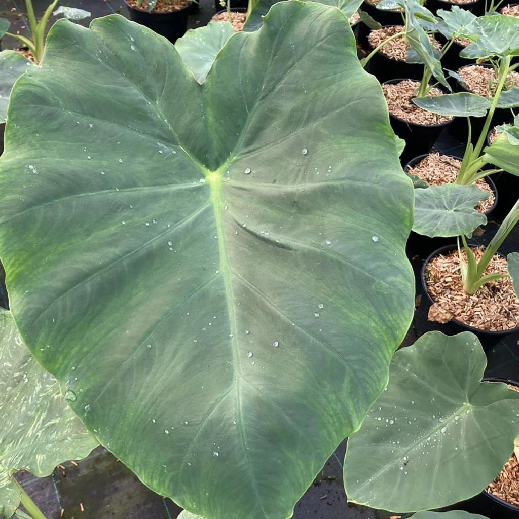 Colocasia Jack's Giant - Oreille D'éléphant 1 Colocasia Jack's Giant - Oreille D'éléphant