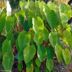 Colocasia Pink China - Oreille D'Eléphant