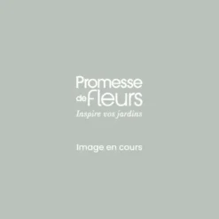 Rosier à Fleurs Groupées Love Letter - Pot De 4L/5L