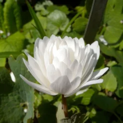 Sanguinaria Canadensis Flore Pleno - Sanguinaire