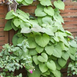 Aristoloche - Aristolochia Macrophylla (durior)
