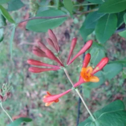 Chèvrefeuille Grimpant Dropmore Scarlet - Lonicera (x) Brownii