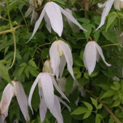 Clématite - Clematis Macropetala Broughton Bride