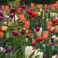 Collection Tapis D'Orient