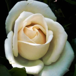 Rosier Grimpant Schneewalzer