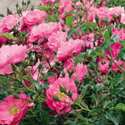 Rosier Couvre-sol Rigo Néon