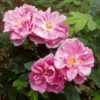 Rosier Rugosa Thérèse Bugnet