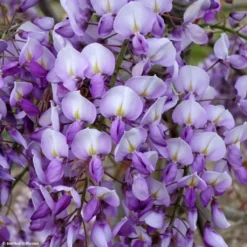 Glycine Grande Diva Barbara - Wisteria (x) Venusta